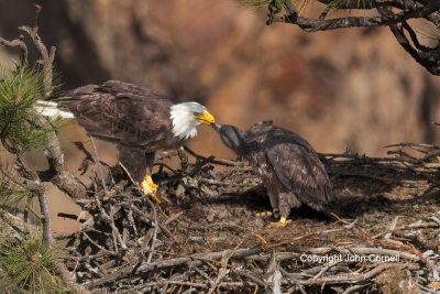 Bald-Eagle;Eagle;Feeding-Behavior;Haliaeetus-leucocephalus;Nest;aerie;avifauna;b